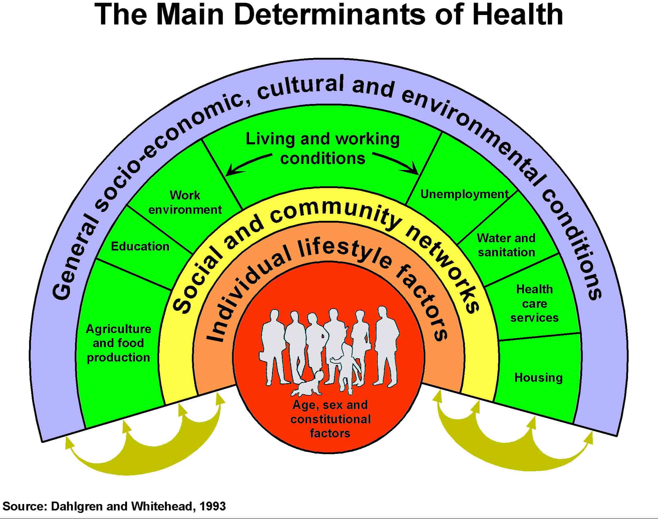 Main determinants of health model
